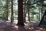 Pine Tree