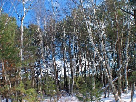 Wisconsin Hunting Land