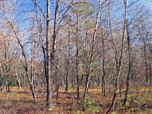 Central Wisconsin Acreage