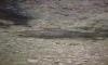 trout in fortham creek