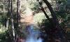 mixed hardwood and mature pines