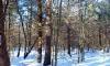 5 wooded acres