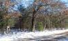 oaks and pines