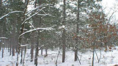 Landman Realty - wooded area