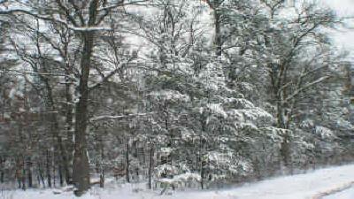 wooded area and  mobile homes