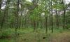 wooded parcel