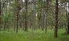 wooded lot