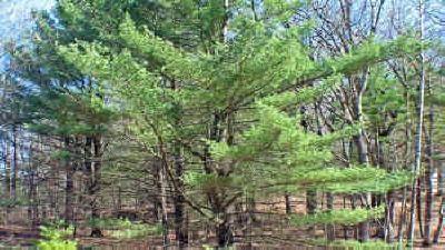 lot for sale