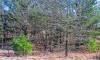 wooded lot