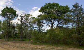 2.5 wooded