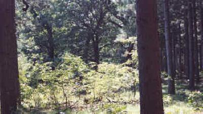 trout stream