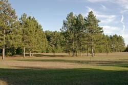 field and pines