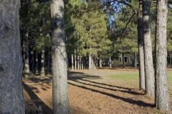 row pine