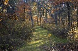 path though woods