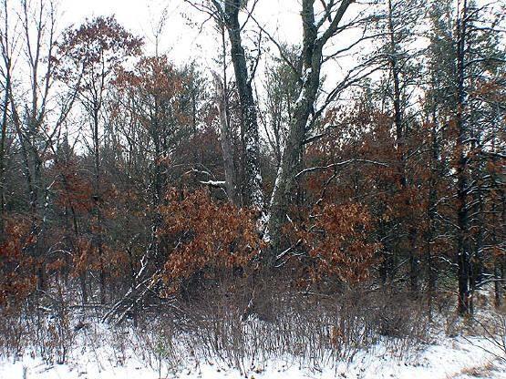 Land For Sale In Central Wisconsin