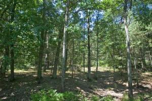 wooded cabin site with deeded access