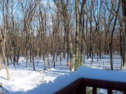 View of Backyard - Landman Reatly