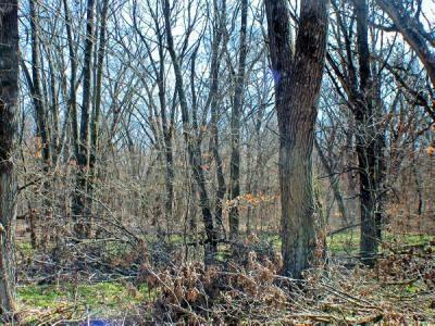 hunting land for sale