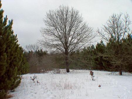 Mature Oaks, and Row Pines