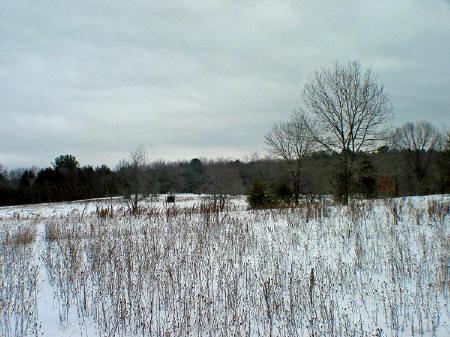 open meadow