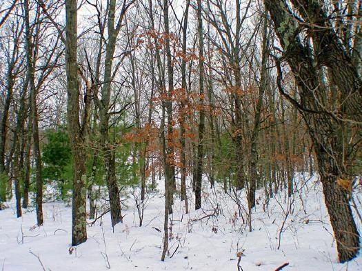 terrain woods and meadow
