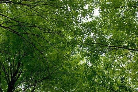 maple trees
