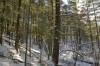 large pines