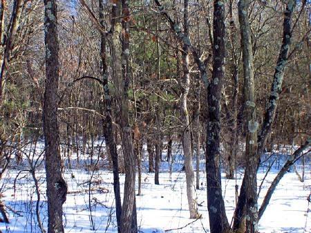 the dells