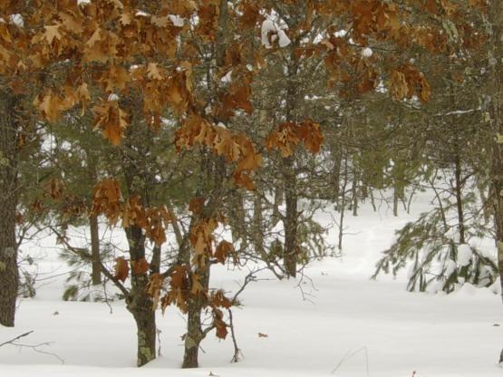 camp, build or just invest in central Wisconsin