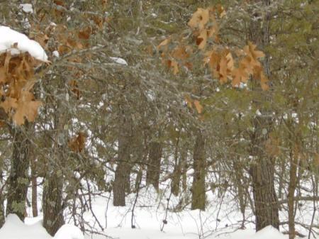 property for sale in the Petenwell Lake area