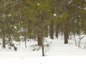 wooded camping site near Lake Petenwell, WI.
