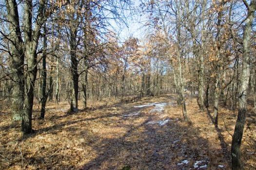 wooded lot in central wisconsin