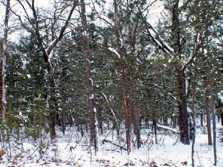 Big Roche-A-Cri Acres - Nearly 6 fully wooded acres