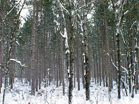 small country home - 5+ acre wooded acreage