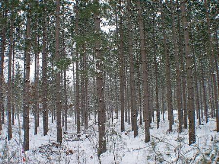 red pines and white pines