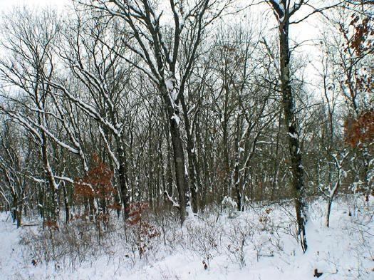 hardwoods and row pines