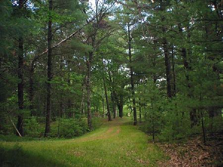 Green Trails in Crystal Brook Woods www.thelandman.net