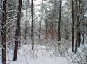 Wisconsin land for sale in Adams County