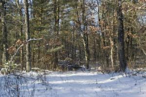 crystal brook woods nature conservancy