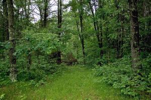 Crystal Brook Woods nature Conservancy, WI