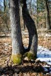wooded area