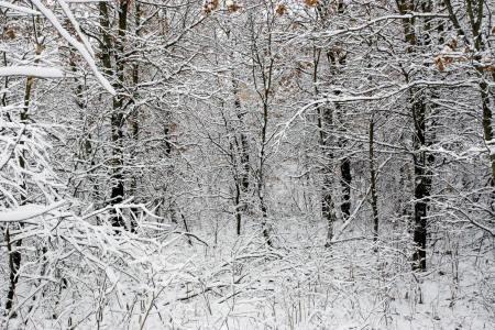 Wisconsin land for sale adjoining public land