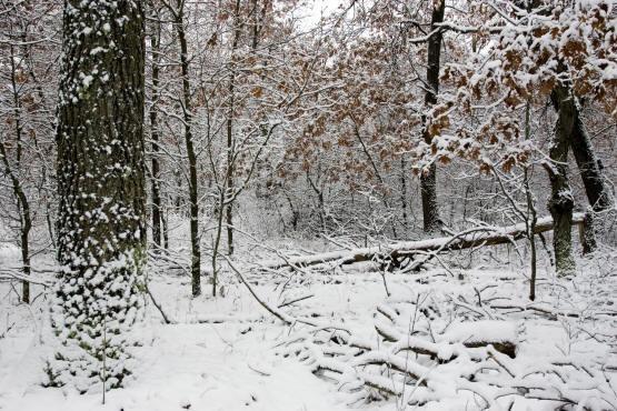 buy Wisconsin land for sale