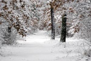 Central  Wisconsin hunting land for sale