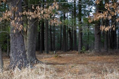 property for sale with huge white pine