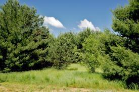 20 wooded acres