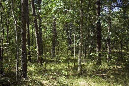 mature oaks and pines