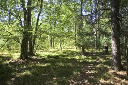 wooded acreage