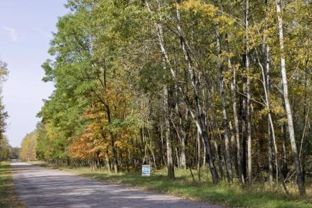 birch, maple, pine, and oak