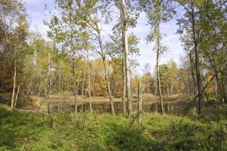 beautiful wooded land in central wisconsin